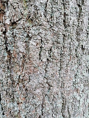 포토 JPG 해외이미지 나무 식물 디자인 공원 백그라운드 패턴 자연 표면 추상 이끼 사람없음 목재 환경 회색 견과류 소나무 균열 닫기 은색 숲 큼 장작 묘사 유기농 질감 나무껍질 코르크 거인 내추럴 골절 그런지 생태학 썩음 옛날 해외202004 해외포토 웰빙 공공시설 교육 컬러 무늬 재료 의학 모션 껍질 크기 생태계 파일형식 이미지허브