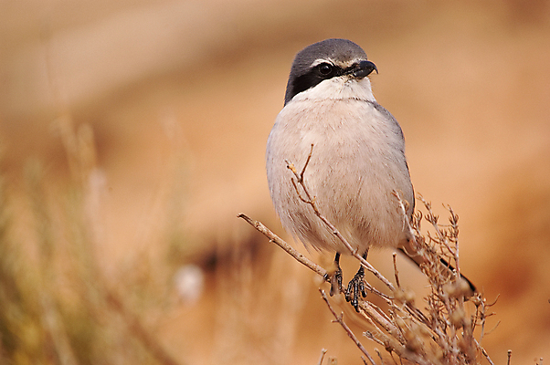 포토 JPG 해외이미지 동물 남자 야생동물 백그라운드 포유류 자연 조류 하늘 앉기 사람없음 검은색 회색 사막 흰색 나뭇가지 관찰 큼 먹이 깃털 사냥 육식동물 박쥐 북쪽 철새 동쪽 자작나무 내추럴 동물상 바레인 정육점 포식 해외202004 해외포토 나무 컬러 중동 모션 사람 조형물 상점 크기 방향 생태계 파일형식 이미지허브