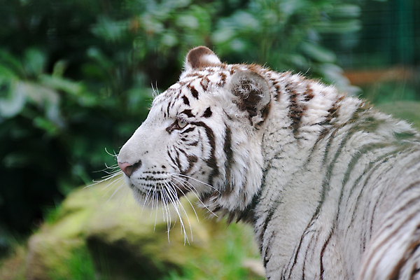 포토 JPG 해외이미지 동물 응시 포유류 사람없음 힘 줄무늬 흰색 호랑이 위험 경보 해외202004 해외포토 시선 컬러 컨셉 무늬 파일형식 이미지허브