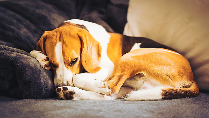 포토 JPG 해외이미지 동물 포유류 자동차 자연 휴식 생물 주택 털 건강 피곤 사랑 안전 사람없음 반려동물 소파 갈색 우정 방 고통 흰색 잠 기다림 개 달콤 질병 모피 비글 위치 송곳니 거짓말 기르기 우울증 유래 해외202004 해외포토 감정 육상교통 컬러 컨셉 의자 의학 모션 건물 친구 맛 치아 생태계 돌봄 파일형식 이미지허브