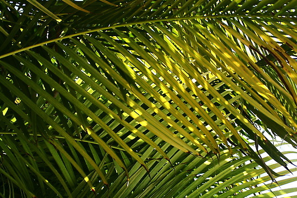 포토 JPG 해외이미지 나무 식물 잎 패턴 자연 열대 손바닥 사람없음 야외 가로 초록색 질감 플로리다 해외202004 해외포토 손 컬러 무늬 미국 생태계 파일형식 이미지허브