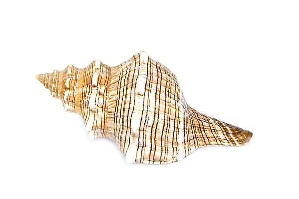 포토 JPG 해외이미지 동물 별 모래 파도 바다 백그라운드 자연 추상 조개 열대 연체동물 나선형 갑각류 어류 사람없음 물 여름 수중 껍질 흰색 닫기 편안함 수집 다이빙 서식 생물학 기념품 암초 수족관 내추럴 고립 이국적 많음 해외202004 해외포토 자연요소 계절 교육 컬러 컨셉 무늬 모션 어패류 무척추동물 수영 수중동물 감각 오브젝트 생태계 수중스포츠 파일형식 이미지허브