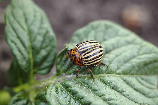 포토 JPG 해외이미지 동물 곤충 잎 감자 사람없음 줄무늬 해충 원예 해외202004 해외포토 식물 무늬 채소 취미 벌레 파일형식 이미지허브