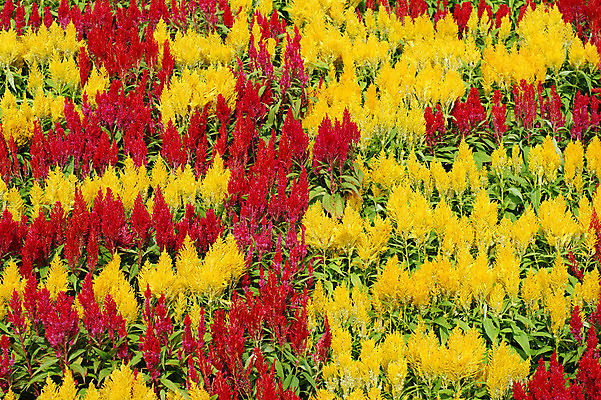 포토 JPG 해외이미지 백그라운드 사람없음 환경 낟알 질감 정맥 설정 해외202004 해외포토 혈관 파일형식 이미지허브