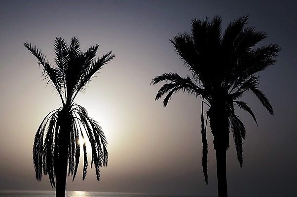 포토 JPG 해외이미지 나무 실루엣 바다 섬 여행 백그라운드 잎 오렌지 과일 자연 하늘 휴가 손바닥 풍경 사람없음 빨간색 물 여름 빛 컬러풀 태양 노란색 일출 황혼 일몰 새벽 코코넛 내추럴 이국적 수평선 해외202004 해외포토 자연요소 식물 손 계절 컬러 촬영기법 노을 생태계 파일형식 이미지허브