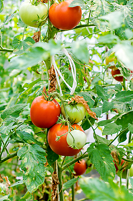 포토 JPG 해외이미지 식물 웰빙 음료 음식 토마토 채소 자연 건강 사람없음 야외 초록색 세계 환경 정원 신선 유기농 원예 바둑 내추럴 밭일 식용 해외202004 해외포토 컬러 놀이 취미 생태계 파일형식 이미지허브