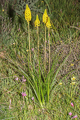 포토 JPG 해외이미지 식물 꽃 겨울 전구 아프리카 자연 사람없음 컬러풀 노란색 활발 흐림 강렬 남아프리카 보호구역 해외202004 해외포토 계절 나라 컬러 컨셉 날씨 생태계 구역 파일형식 이미지허브