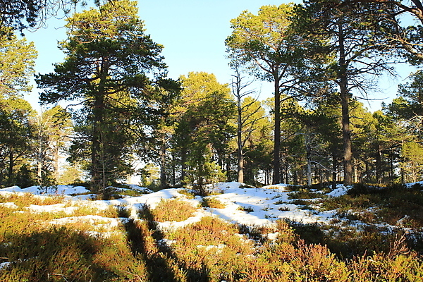 포토 JPG 해외이미지 나무 유럽 겨울 자국 자연 하늘 산 파노라마 노르웨이 풍경 사람없음 파란색 여행객 계곡 등산 트래킹 바위 흰색 정상 숲 언덕 해외202004 해외포토 식물 계절 나라 컬러 레저 촬영기법 사람 돌_바위 생태계 파일형식 이미지허브