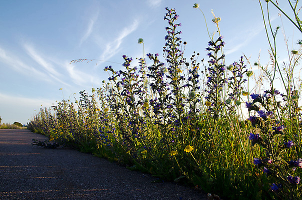 포토 JPG 해외이미지 식물 외관 꽃 도로 길 꽃무늬 자연 하늘 스웨덴 풍경 사람없음 야외 옆모습 장식 초록색 여름 파란색 빛 우주 환경 성장 벚꽃 시골 개화 아스팔트 제비꽃 장면 내추럴 길가 스칸디나비아 해외202004 해외포토 계절 뷰포인트 컬러 무늬 교통시설 북유럽 생태계 파일형식 이미지허브