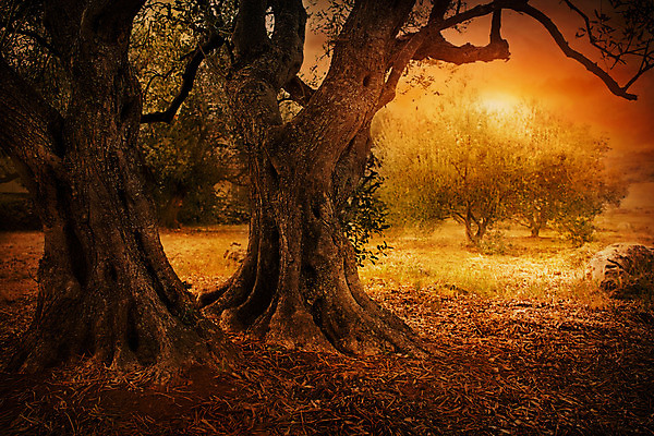 포토 JPG 해외이미지 나무 식물 계절 문화 음식 백그라운드 컨셉 잎 패턴 밭 농업 자연 하늘 아침 미술 풍경 사람없음 야외 목재 초록색 농장 갈색 흙 이탈리아 수확 나뭇가지 시골 신용카드 스페인 숲 지중해 그리스 유기농 올리브 질감 내추럴 밭일 옛날 해외202004 해외포토 주간 웰빙 열매 유럽 산업 바다 컬러 무늬 재료 문화예술 금융 생태계 파일형식 이미지허브