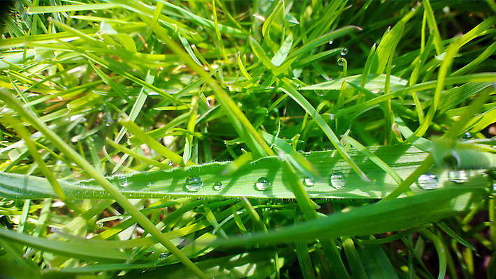 포토 JPG 해외이미지 식물 잎 자연 아침 날씨 사람없음 야외 초록색 물 환경 화목 봄 젖음 성장 물방울 신선 액체 떨어짐 이슬 작음 빗방울 순수 해외202004 해외포토 주간 자연요소 계절 컬러 컨셉 비_날씨 크기 생태계 파일형식 이미지허브