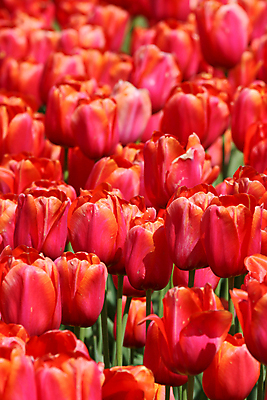 포토 JPG 해외이미지 식물 전통 계절 꽃잎 꽃 줄기 백그라운드 꽃무늬 밭 전구 자연 사람없음 야외 장식 빨간색 초록색 햇빛 정원 봄 활발 튤립 성장 벚꽃 침대 신선 네덜란드 원예 수선화 해외202004 해외포토 유럽 컬러 가구 컨셉 무늬 농업 취미 태양 생태계 파일형식 이미지허브