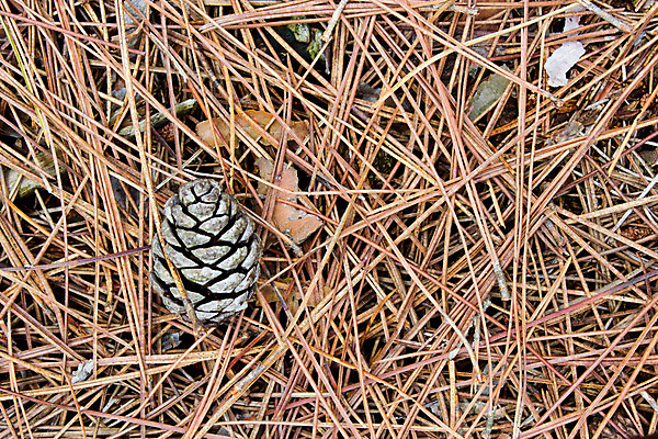포토 JPG 해외이미지 나무 사람없음 소나무 숲 원뿔 땅바닥 해외202004 해외포토 도형 식물 바닥 파일형식 이미지허브