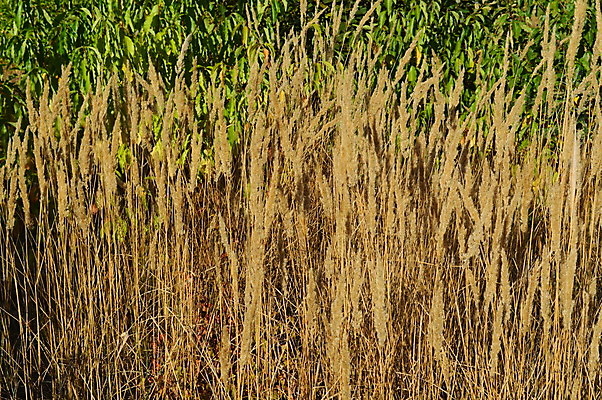 포토 JPG 해외이미지 나무 식물 디자인 계절 공원 백그라운드 잎 패턴 오렌지 자연 벽지 추상 풍경 사람없음 빨간색 햇빛 갈색 노란색 가을 나뭇가지 숲 질감 장면 10월 내추럴 해외202004 해외포토 공공시설 컬러 무늬 과일 태양 날짜 생태계 파일형식 이미지허브