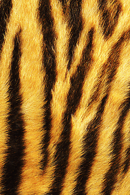 포토 JPG 해외이미지 동물 디자인 야생동물 백그라운드 패턴 오렌지 포유류 추상 털 종류 동양인 사람없음 컬러풀 갈색 노란색 검은색 고양이 줄무늬 수확 호랑이 가죽 피부 묘사 질감 육식동물 멸종 표범 내추럴 시베리아 옛날 이국적 해외202004 해외포토 컬러 무늬 농업 과일 인종 신체부위 반려동물 파일형식 이미지허브