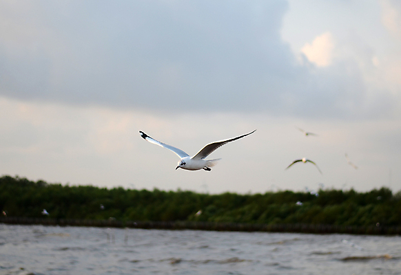 포토 JPG 해외이미지 동물 아시아 야생동물 바다 날개 태국 자연 갈매기 조류 하늘 해변 사람없음 물 검은색 흰색 만 닫기 해외202004 해외포토 자연요소 나라 컬러 모션 생태계 파일형식 이미지허브