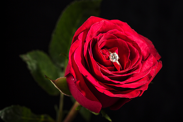 포토 JPG 해외이미지 식물 기념일 꽃잎 꽃 결혼 컨셉 꽃무늬 자연 결혼식 발렌타인데이 선물 사랑 사람없음 빨간색 장미 축하 반지 우아함 은색 보석 다이아몬드 약혼 해외202004 해외포토 감정 컬러 무늬 장신구 데이이벤트 이벤트 광석 생태계 약속 파일형식 이미지허브