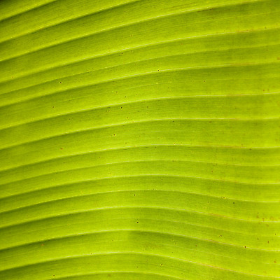 포토 JPG 해외이미지 나무 식물 디자인 실루엣 선 백그라운드 꽃무늬 자연 표면 손바닥 사람없음 야외 건물 장식 초록색 빛 컬러풀 햇빛 정원 줄무늬 활발 이름 결과 숲 심볼 질감 강렬 이국적 효과 해외202004 해외포토 건축물 손 꽃 컬러 컨셉 무늬 촬영기법 태양 생태계 파일형식 이미지허브