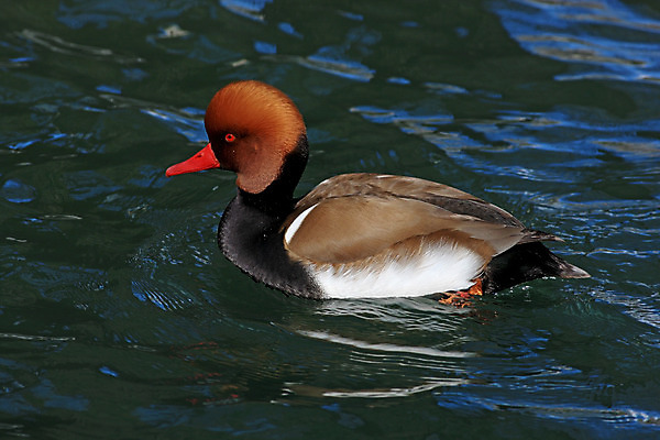 포토 JPG 해외이미지 동물 남자 호수 야생동물 자연 조류 오리 사람없음 야외 빨간색 물 컬러풀 갈색 검은색 수영 흰색 저녁 깃털 부리 갈기 해외202004 해외포토 자연요소 컬러 사람 수상스포츠 야간 생태계 파일형식 이미지허브