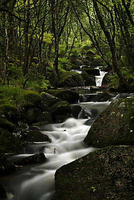 포토 JPG 해외이미지 나무 유럽 자연 북유럽 노르웨이 풍경 사람없음 야외 물 개울 숲 삼림지대 스칸디나비아 해외202004 해외포토 자연요소 식물 나라 강 생태계 파일형식 이미지허브