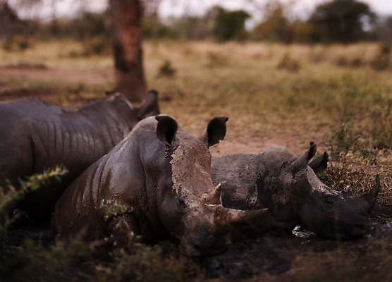 포토 JPG 해외이미지 동물 야생동물 아프리카 자연 생물 뿔 사람없음 야외 가로 물 강 회색 게임 흰색 그룹 큼 오두막 시원함 사파리 5 진흙 멸종 코뿔소 남쪽 내추럴 남아프리카 블러 해외202004 해외포토 자연요소 나라 컬러 포유류 놀이 숫자 크기 방향 생태계 파일형식 이미지허브
