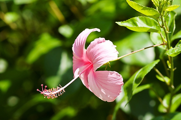 포토 JPG 해외이미지 모양 식물 꽃잎 꽃 별 분홍색 잎 꽃무늬 자연 사람없음 빨간색 빛 장미 정원 봄 벚꽃 허브 심볼 트럼펫 5 남쪽 말레이시아 꽃수술 이국적 전국 히비스커스 해외202004 해외포토 사이프러스공화국 자연요소 계절 유럽 아시아 컬러 무늬 숫자 방향 금관악기 생태계 파일형식 이미지허브