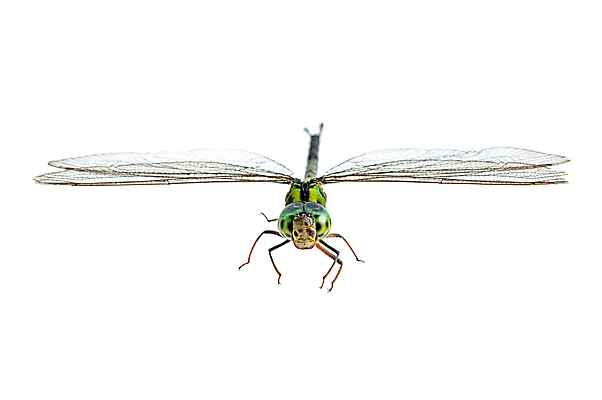 포토 JPG 해외이미지 식물 동물 1 꽃 야생동물 곤충 날개 사람없음 노란색 잠자리 작음 생물학 내추럴 해외202004 해외포토 교육 컬러 크기 파일형식 이미지허브