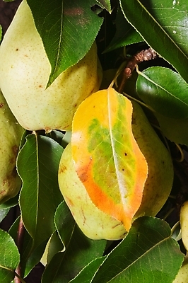 포토 JPG 해외이미지 나무 식물 계절 음식 잎 농업 과일 자연 매달리기 건강 사람없음 야외 초록색 여름 농장 노란색 성장 나뭇가지 신선 달콤 맛 과수원 유기농 장면 밭일 숙성 세련 해외202004 해외포토 웰빙 산업 컬러 컨셉 모션 생태계 파일형식 이미지허브