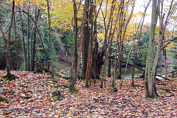 포토 JPG 해외이미지 나무 호수 잎 자연 사람없음 미국 가을 숲 북쪽 해외202004 해외포토 식물 계절 북아메리카 방향 생태계 파일형식 이미지허브