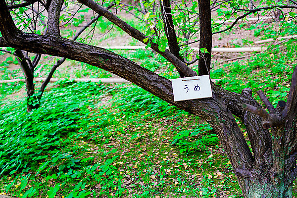 포토 JPG 해외이미지 나무 공원 꽃 아시아 문화 여행 배낭 자연 하늘 휴가 풍경 사람없음 야외 목재 가로 초록색 세계 여행객 일본 검은색 재산 끝 숲 배낭여행 사인 시력 방문 동쪽 자두 교토 백패커 옛날 해외202004 해외포토 식물 공공시설 나라 컬러 가방 과일 재료 사람 금융 방향 생태계 파일형식 이미지허브