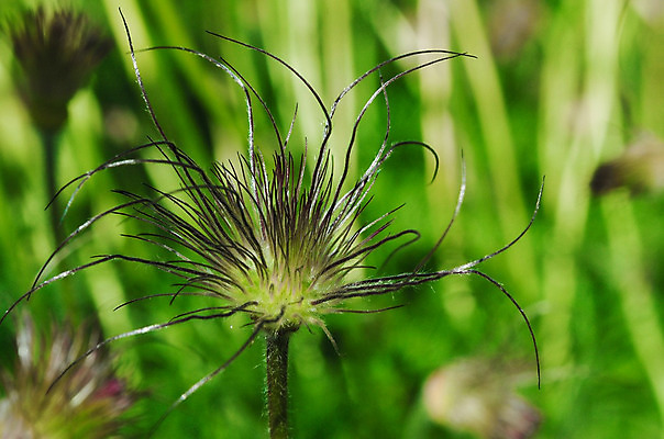 포토 JPG 해외이미지 식물 디자인 계절 꽃잎 꽃 행복 꽃다발 백그라운드 꽃무늬 오렌지 자연 선물 사람없음 빨간색 초록색 여름 파란색 빛 컬러풀 노란색 정원 보라색 봄 벚꽃 흰색 축하 신선 신용카드 개화 닫기 작음 4월 원예 내추럴 고립 해외202004 해외포토 감정 컬러 컨셉 무늬 과일 모션 취미 금융 날짜 크기 생태계 파일형식 이미지허브
