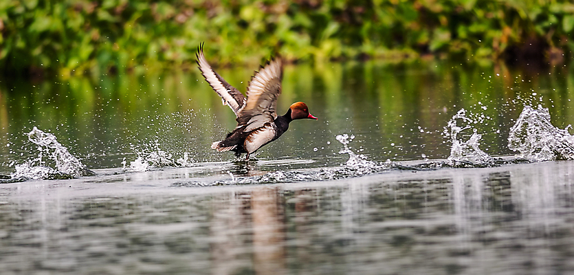 포토 JPG 해외이미지 동물 여자 남자 유럽 아시아 호수 야생동물 패턴 자연 조류 하늘 오리 사람없음 빨간색 초록색 물 파란색 반사 갈색 머리 검은색 수영 다양 연못 떨어짐 깃털 묘사 부리 물새 철새 계산서 다뉴브강 서쪽 히아신스 해외202004 해외포토 자연요소 꽃 나라 컬러 다수 컨셉 무늬 사람 신체부위 수상스포츠 방향 생태계 파일형식 이미지허브