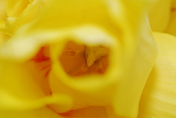 포토 JPG 해외이미지 식물 꽃잎 꽃 꽃다발 백그라운드 데이트 자연 탁자 엄마 선물 이벤트 사람없음 내부 장식 초록색 물 컬러풀 노란색 정원 꽃병 저녁식사 봄 튤립 벚꽃 물방울 축하 신선 이슬 4월 배열 서비스 내추럴 파스텔톤 많음 해외202004 해외포토 자연요소 계절 컬러 가구 컨셉 가족 식사 날짜 생태계 파일형식 이미지허브