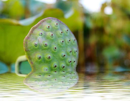 포토 JPG 해외이미지 식물 계절 공원 꽃잎 꽃 아시아 호수 분홍색 잎 연꽃 동양인 풍경 사람없음 빨간색 초록색 여름 반사 평화 정원 고요 벚꽃 연못 백합 순수 향기 엽서 신성 동쪽 거인 내추럴 패드 이국적 해외202004 해외포토 공공시설 나라 컬러 컨셉 인종 편지 방향 냄새 파일형식 이미지허브