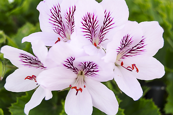 포토 JPG 해외이미지 식물 꽃잎 꽃 화초 줄기 분홍색 꽃다발 백그라운드 잎 꽃무늬 자연 사람없음 장식 빨간색 초록색 여름 정원 맑음 봄 성장 벚꽃 흰색 신선 개화 그룹 다발 묘사 만족 원예 내추럴 꽃수술 제라늄 해외202004 해외포토 계절 감정 컬러 무늬 날씨 취미 생태계 파일형식 이미지허브