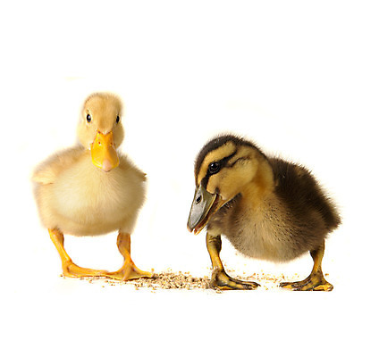 포토 JPG 해외이미지 동물 어린이 백그라운드 2 농업 가족 조류 휴가 새로움 오리 함께함 병아리 사랑 사람없음 반려동물 노란색 치킨 흰색 시골 아기 신생아 작음 고립 돌봄 밭일 해외202004 해외포토 감정 산업 컬러 컨셉 관계 모션 사람 크기 닭고기요리 파일형식 이미지허브