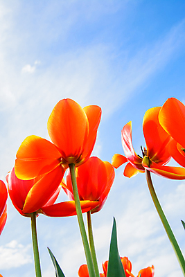 포토 JPG 해외이미지 꽃잎 꽃 꽃무늬 하늘 사람없음 빨간색 튤립 네덜란드 해외202004 해외포토 식물 유럽 컬러 무늬 파일형식 이미지허브