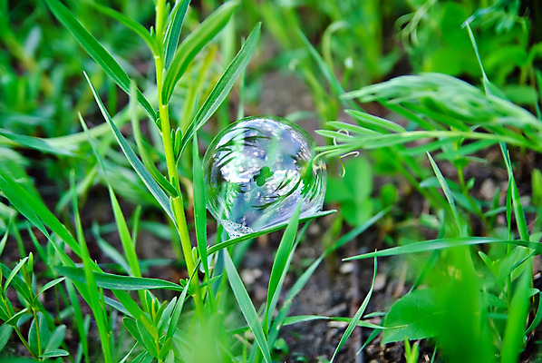 포토 JPG 해외이미지 식물 잎 자연 사람없음 야외 초록색 물 반사 환경 정원 봄 거품 젖음 물방울 신선 투명 액체 떨어짐 이슬 여의주 해외202004 해외포토 자연요소 계절 컬러 컨셉 생태계 파일형식 이미지허브