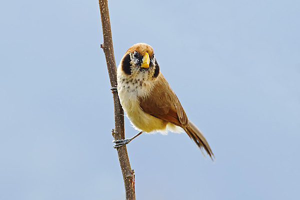 포토 JPG 해외이미지 나무 동물 여자 남자 아시아 얼굴 야생동물 백그라운드 날개 자연 조류 사람없음 야외 목재 가로 초록색 컬러풀 머리 환경 나뭇가지 점 막대기 닫기 숲 깃털 꼬리 부리 서식지 생태학 이국적 해외202004 해외포토 식물 교육 나라 컬러 재료 모션 사람 신체부위 생태계 파일형식 이미지허브