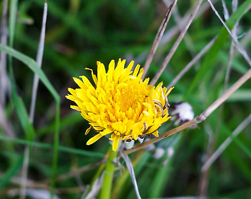 포토 JPG 해외이미지 식물 동물 1 계절 꽃잎 꽃 야생동물 백그라운드 잎 꽃무늬 전구 자연 건강 사람없음 야외 초록색 컬러풀 노란색 환경 정원 맑음 봄 성장 벚꽃 시골 신선 오픈 개화 닫기 민들레 허브 싱글 꿀 내추럴 해외202004 해외포토 컬러 무늬 모션 날씨 생태계 파일형식 이미지허브