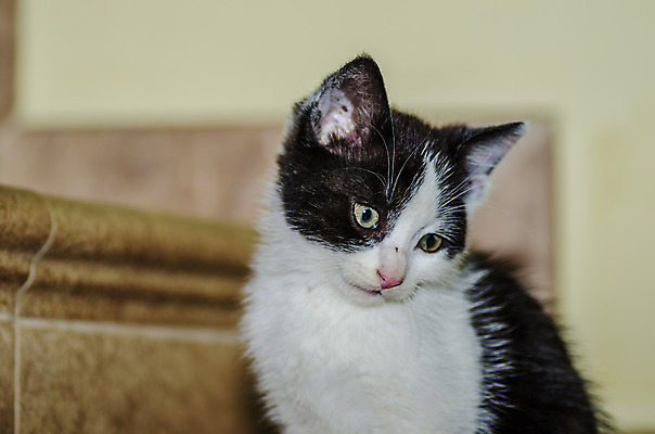 포토 JPG 해외이미지 동물 어린이 장난 포유류 수염 털 사람없음 친구 갈색 검은색 고양이 가축 우정 회색 흰색 개 달콤 작음 소중 꼬리 고립 주목 타격 해외202004 해외포토 컬러 컨셉 관계 모션 사람 반려동물 맛 크기 파일형식 이미지허브