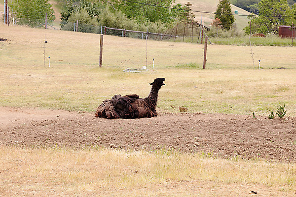 포토 JPG 해외이미지 동물 얼굴 포유류 자연 털 사람없음 반려동물 농장 머리 미국 캘리포니아 목 솜털 양모 라마 양털 이국적 해외202004 해외포토 북아메리카 농업 신체부위 직물 생태계 파일형식 이미지허브