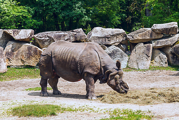 포토 JPG 해외이미지 동물 1 공원 길 야생동물 백그라운드 포유류 아프리카 자연 뿔 동물원 종류 서기 사람 사람없음 야외 옆모습 가로 반려동물 카메라 검은색 힘 회색 금지 위험 큼 사파리 진흙 멸종 무거움 코뿔소 남쪽 전국 초식 해외202004 해외포토 공공시설 나라 뷰포인트 컬러 컨셉 모션 전자제품 무게 크기 방향 생태계 파일형식 이미지허브