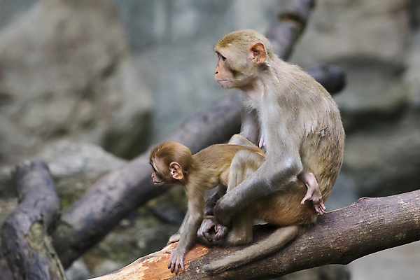 포토 JPG 해외이미지 동물 공원 여자 아시아 얼굴 야생동물 어린이 백그라운드 포유류 가족 태국 자연 엄마 생물 털 동물원 사랑 앉기 동양인 사람없음 우유 원숭이 아기 잡기 숲 작음 유인원 내추럴 마스코트 전국 해외202004 해외포토 공공시설 감정 나라 관계 모션 유제품 사람 인종 신체부위 크기 생태계 파일형식 이미지허브