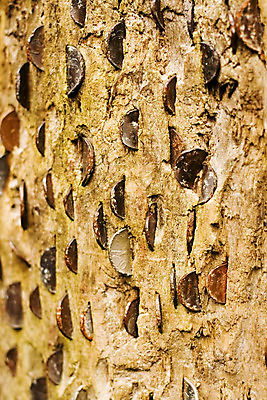 포토 JPG 해외이미지 백그라운드 돈 사람없음 목재 동전 행운 은색 통나무 폭식 삼림지대 썩음 해외202004 해외포토 나무 컬러 컨셉 재료 재산 숲 파일형식 이미지허브