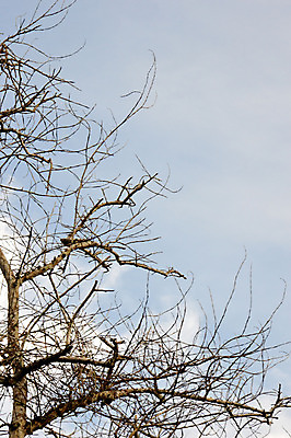 포토 JPG 해외이미지 나무 식물 1 계절 줄기 백그라운드 잎 꽃무늬 자연 하늘 추상 건조 사람없음 야외 목재 장식 갈색 환경 펼침 성장 가을 나뭇가지 죽음 막대기 숲 시작 싱글 유기농 질감 뿌리 나무껍질 내추럴 벌거벗은 생태학 옛날 처음 생존 해외202004 해외포토 웰빙 교육 꽃 컬러 무늬 재료 모션 껍질 생태계 파일형식 이미지허브