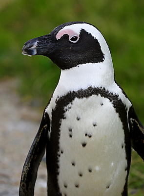 포토 JPG 해외이미지 동물 공원 야생동물 모래 바다 날개 가족 모션 아프리카 자연 조류 종류 사람없음 야외 물 검은색 산책 황무지 망토 펭귄 타운 멸종 남쪽 남아프리카 서쪽 전국 해외202004 해외포토 자연요소 공공시설 나라 컬러 관계 휴식 도시 방향 생태계 파일형식 이미지허브