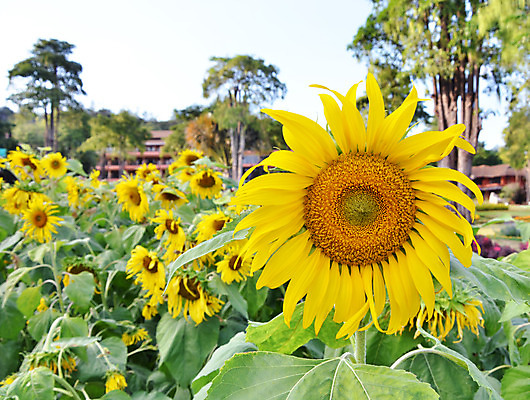 포토 JPG 해외이미지 식물 꽃잎 꽃 백그라운드 꽃무늬 밭 농업 자연 하늘 해바라기 씨앗 풍경 사람없음 야외 초록색 여름 파란색 빛 컬러풀 햇빛 태양 노란색 정원 맑음 봄 활발 성장 벚꽃 시골 원형 개화 유기농 꽃가루 내추럴 밭일 해외202004 해외포토 자연요소 도형 웰빙 계절 산업 컬러 컨셉 무늬 날씨 가루 생태계 파일형식 이미지허브