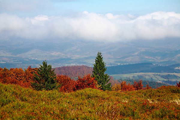 포토 JPG 해외이미지 나무 식물 계절 잎 자연 하늘 산 풍경 사람없음 빨간색 가을 숲 장면 해외202004 해외포토 컬러 생태계 파일형식 이미지허브