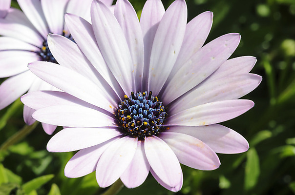포토 JPG 해외이미지 식물 계절 꽃잎 꽃 행복 분홍색 백그라운드 꽃무늬 자연 사람없음 빛 컬러풀 정원 보라색 봄 벚꽃 흰색 신선 정상 제비꽃 묘사 싱글 질감 데이지 고립 꽃수술 해외202004 해외포토 감정 컬러 무늬 생태계 파일형식 이미지허브